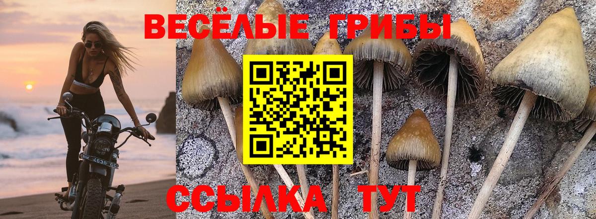 Истра  Галлюциногенные грибы Cubensis  Галлюциногенные грибы мицелий  что такое наркотик  Вход с VPN 